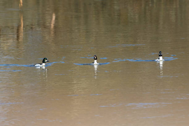 Three Goldeneye swimming in the river Three Goldeneye swimming in the river female goldeneye duck bucephala clangula swimming stock pictures, royalty-free photos & images