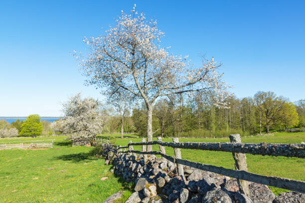 istock Flowering cherry tree by a stone wall on the meadow 1373070355