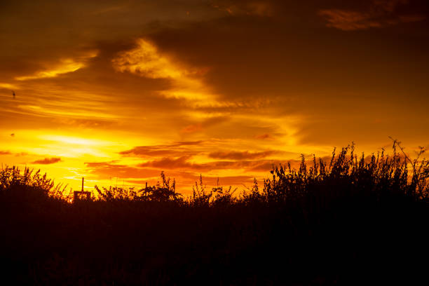 Beautiful sunset silhouette of grass with golden sky