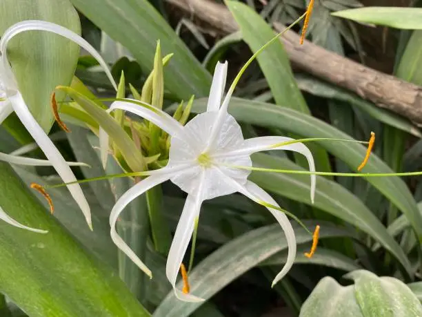 Photo of Crinum asiaticum, commonly known as poison bulb, giant crinum lily, grand crinum lily, spider lily, is a plant species widely planted in many warmer regions as an ornamental.