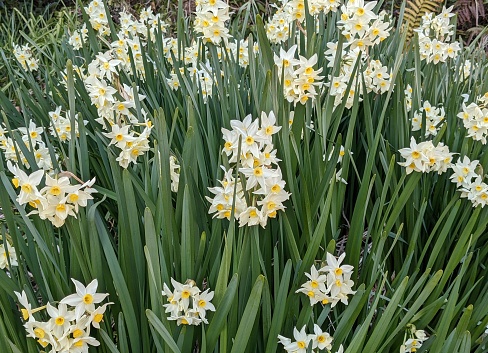 Narcissus flower clusters in the field