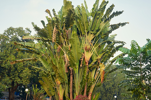 Ravenala madagascariensis, commonly known as the traveller's tree, traveller's palm or East-West palm of Madagascar ethnicity. It has been given the name 