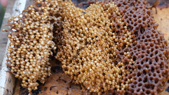 Selective focus stingless bees on a honeycomb with copy space.  Stingless bees produce fresh, healthy, honey. Beekeeping concept.