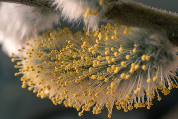 Close up of new catkin in spring.