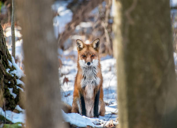 Intimate high-definition portrait of a Wild Red Fox sitting in the snow looking intensely directly at you through two trees