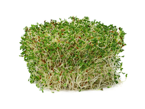 istock heap of alfalfa sprouts isolated on white background 1373078588