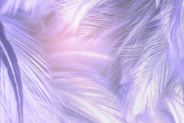 istock Beautiful violet feather texture background, pastel trends color 1373079722