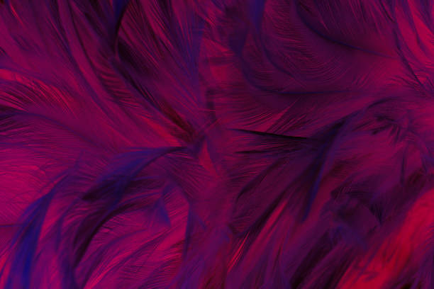 Beautiful red blue magenta lines feather texture pattern background