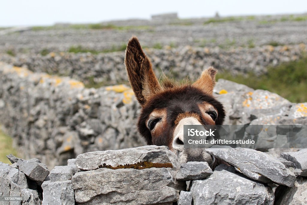 Frühling Zeit Esel über eine Wand - Lizenzfrei Esel Stock-Foto