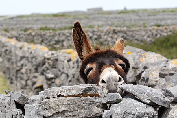 A donkey in Ireland looks over a stone wall. Shallow DoF, Copy space all around.