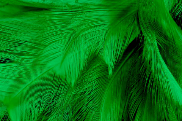 istock Beautiful light green black color trends feather texture background 1373079907
