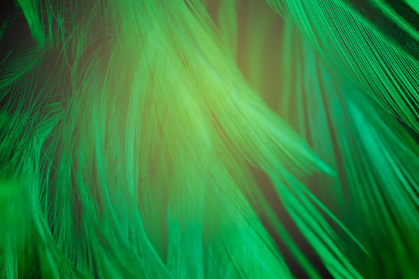 istock Beautiful light green black color trends feather texture background 1373080440
