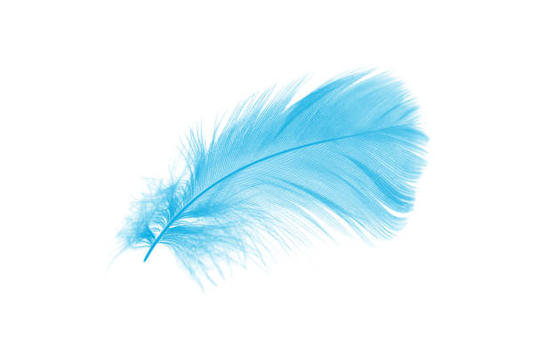 istock Beautiful  blue feather isolated on white background 1373080441