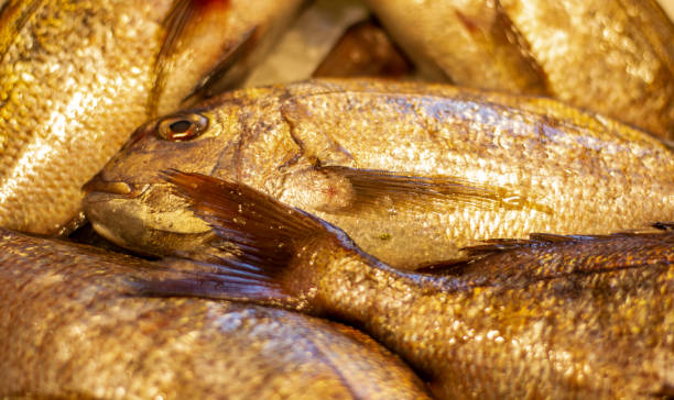 istock beautiful wild sea bream freshly caught 1373081035