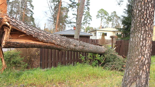 large pine tree fell down from a hurricane wind