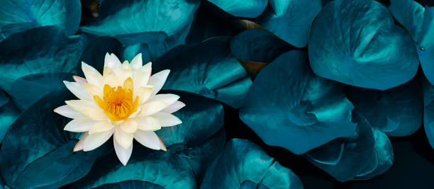 istock white lotus water lily blooming on water surface 1373081916