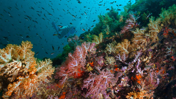 istock Beautiful and colorful coral reef 1373082615