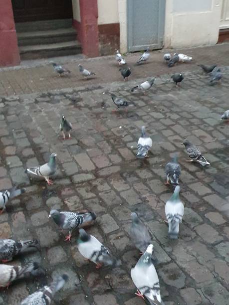 istock Pigeons on a cobblestone street 1373083539