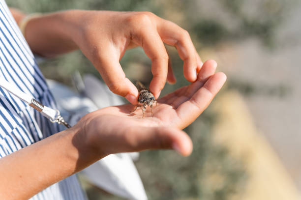 istock kid hand holding cicada cicadidae a black large flying chirping insect or bug or beetle on arm. child researcher exploring animals living in hot countries in Turkey 1373084440