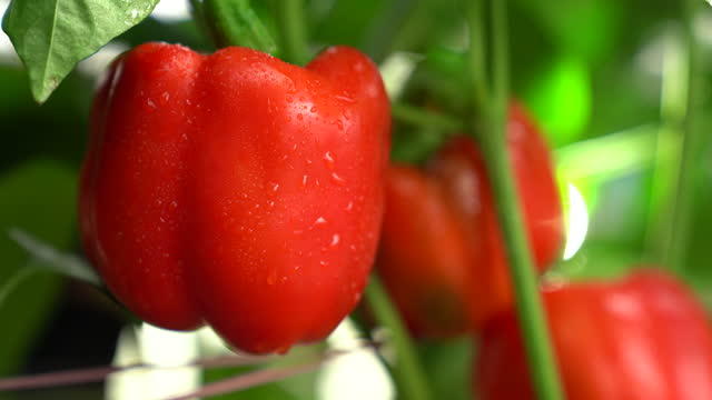 Red Bell Peppers growing fresh in a farm-to-table organic garden