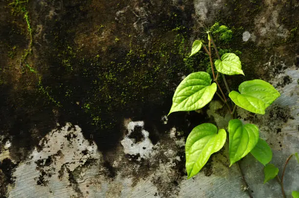 Green leafy plants creeping on the worn wall