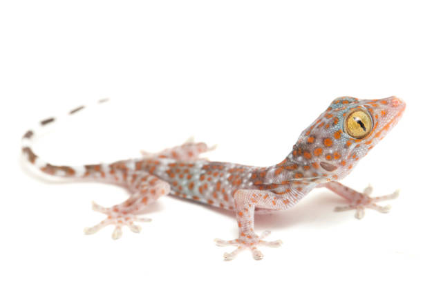 istock Baby Tokay Gecko  isolated on white background. 1373085037