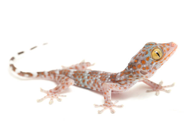 Baby Tokay Gecko  isolated on white background. Baby Tokay Gecko (Gekko gecko) isolated on white background. tokay gecko stock pictures, royalty-free photos & images