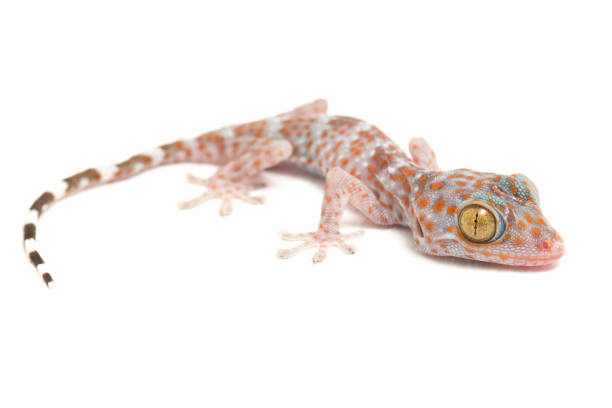 Baby Tokay Gecko  isolated on white background. Baby Tokay Gecko (Gekko gecko) isolated on white background. tokay gecko stock pictures, royalty-free photos & images