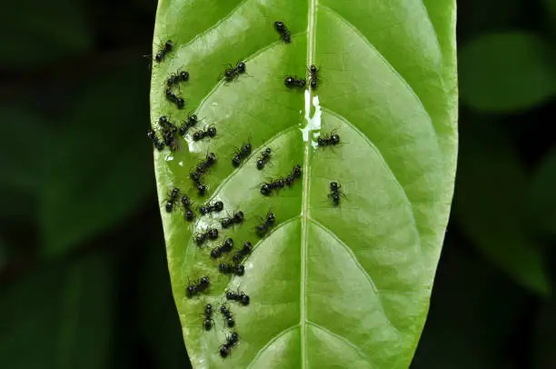 Close-up of black ant in green leaves
