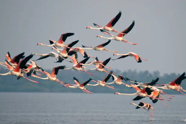 Photo of Greater flamingos flying in the sky