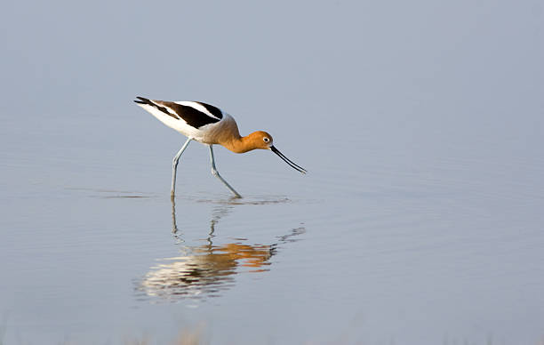 American Avocet American Avocet foraging in a marsh avocet stock pictures, royalty-free photos & images