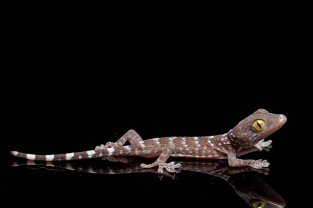 istock Baby Tokay Gecko isolated on black background. 1373086918
