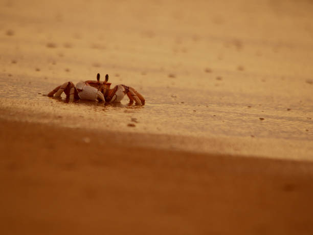 istock Crab on ocean sand at sunrise 1373087043