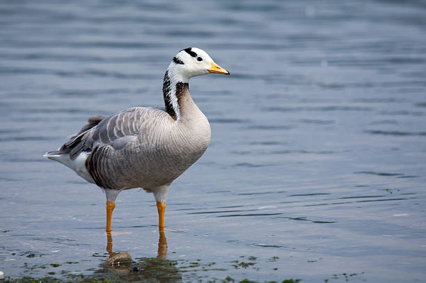 Bar-headed Goose Bar-headed Goose bar headed goose anser indicus stock pictures, royalty-free photos & images