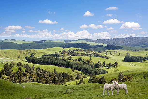 Two lambs grazing Two lambs grazing on the picturesque New Zealand landscape background. waikato region stock pictures, royalty-free photos & images