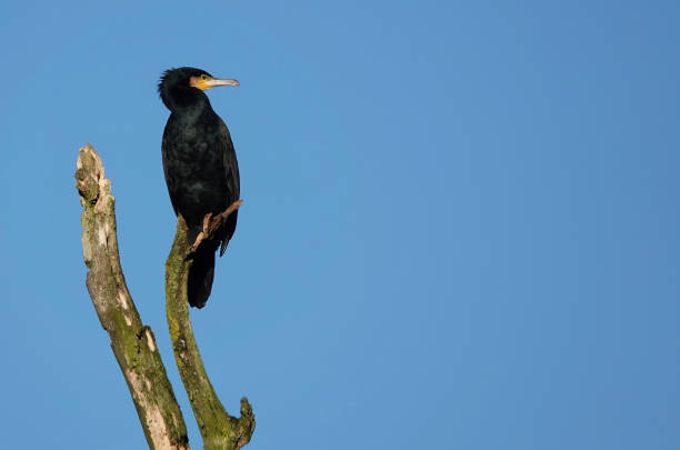 istock A beautiful low angle shot of a cormorant perching on an old tree against a clear blue sky. 1373088965