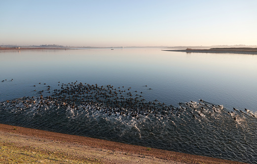 A beautiful shot of a large flock of coots entering the water of Abberton Reservoir, Essex in the early morning light.