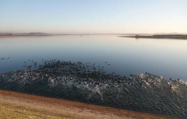 Photo of A beautiful shot of a large flock of coots entering the water of Abberton Reservoir, Essex in the early morning light.