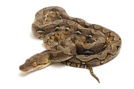 Reticulated Python snake (Python reticulatus) isolated on white background.