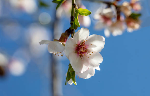 istock Spring blossom. Almond tree bloom orchard tree flower. blue sky background, close up view. 1373090109