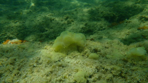 더러운 바다 분출 (아시디엘라 sp. 아스퍼사 var.) 해저, 에게 해 - aspersa 뉴스 사진 이미지