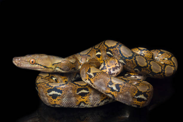 serpent python réticulé isolé sur fond noir. - reticulated photos et images de collection