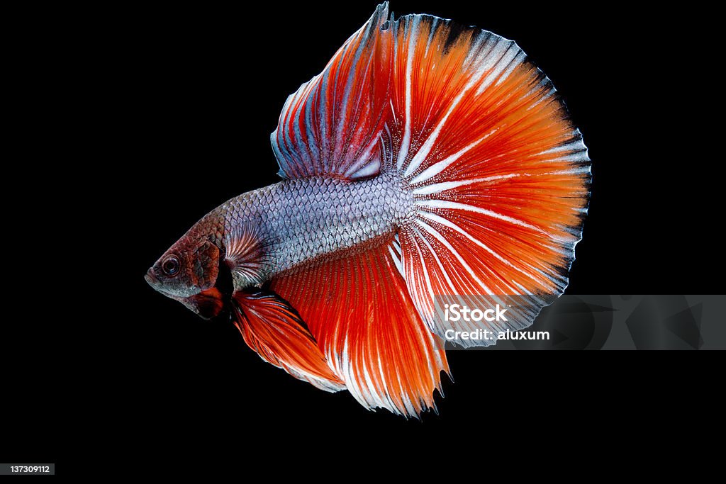 Pesce combattente - Foto stock royalty-free di Pesce combattente