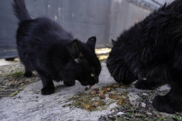 istock Cats eating in the street 1373091178