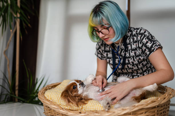 istock Female veterinarian having a check up on a dog 1373091825