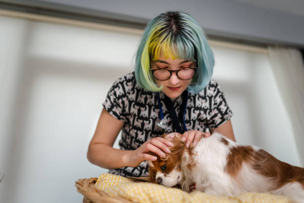 istock Female veterinarian having a check up on a dog 1373091917