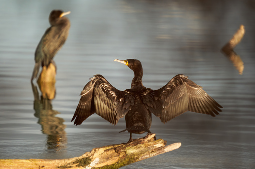 Cormorant on a branch in the water. Water bird spreads its wings, sun shines on its back. Wildlife in Germany.
