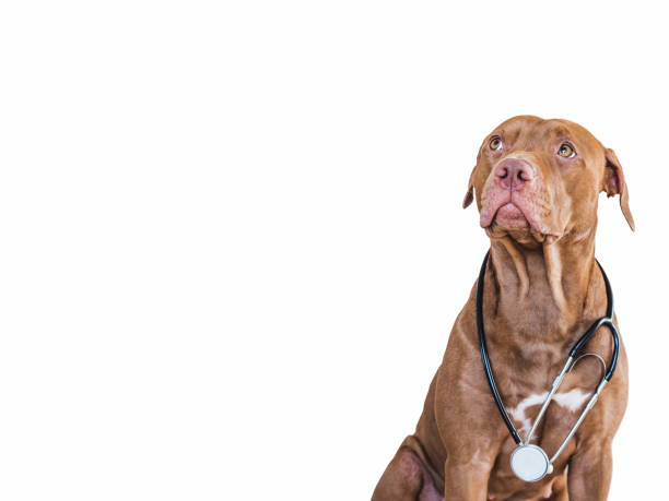 симпатичный, симпатичный щенок коричневого окраса. крупный план - doctor dog portrait animal hospital стоковые фото и изображения