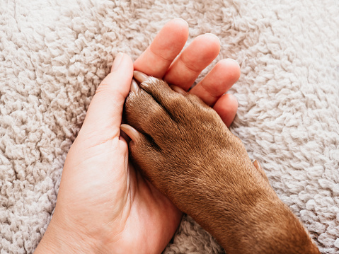 Male hands holding dog paws. Close-up, indoors, view from above. Day light. Pets care concept