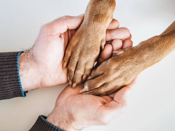 istock Male hands holding dog paws. Close-up, indoor 1373092992